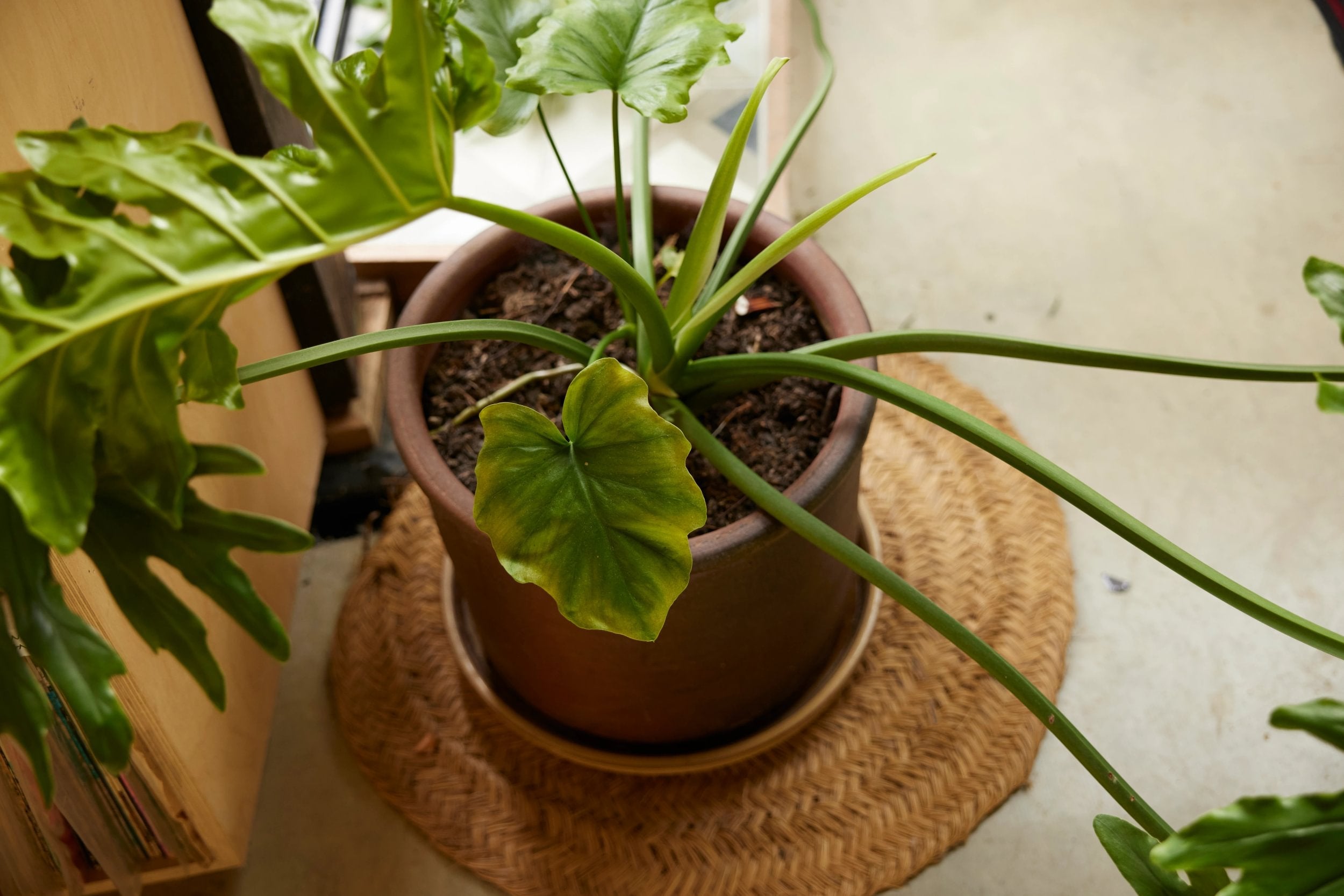 Overwatering vs underwatering: how to tell the difference