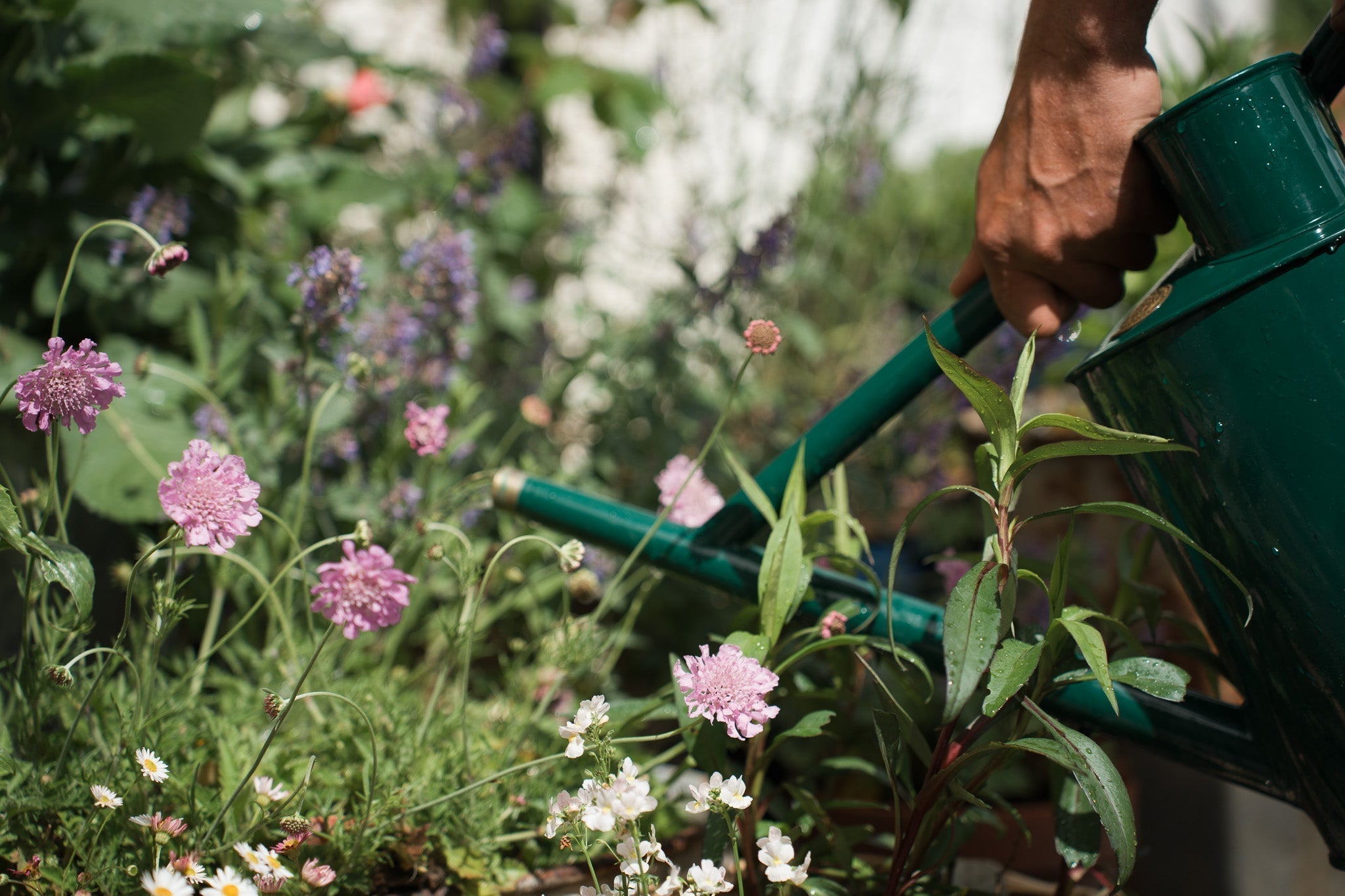 Five essential tips for watering wisely in hot weather