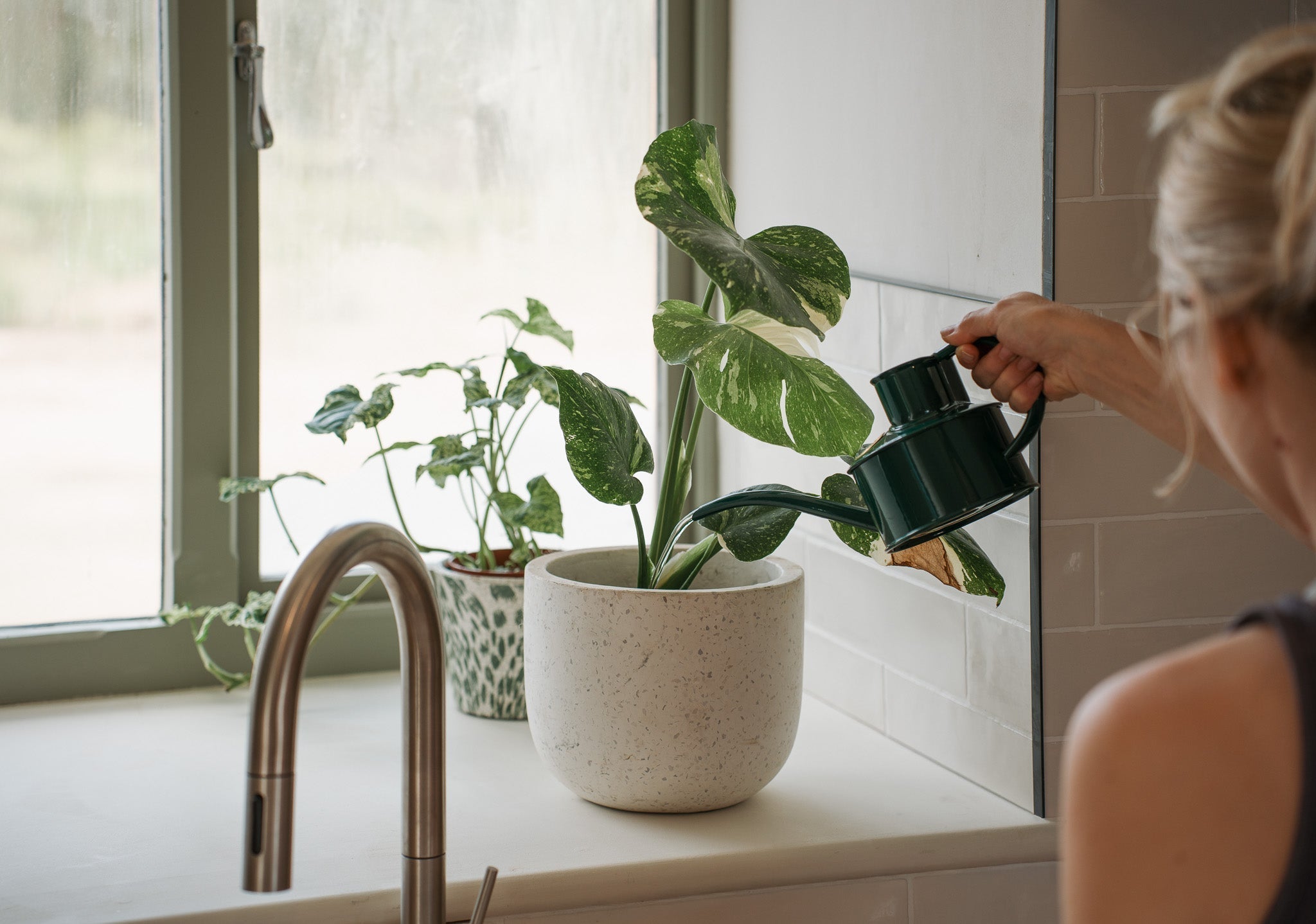 Demystifying the monstera: common mistakes and how to avoid them