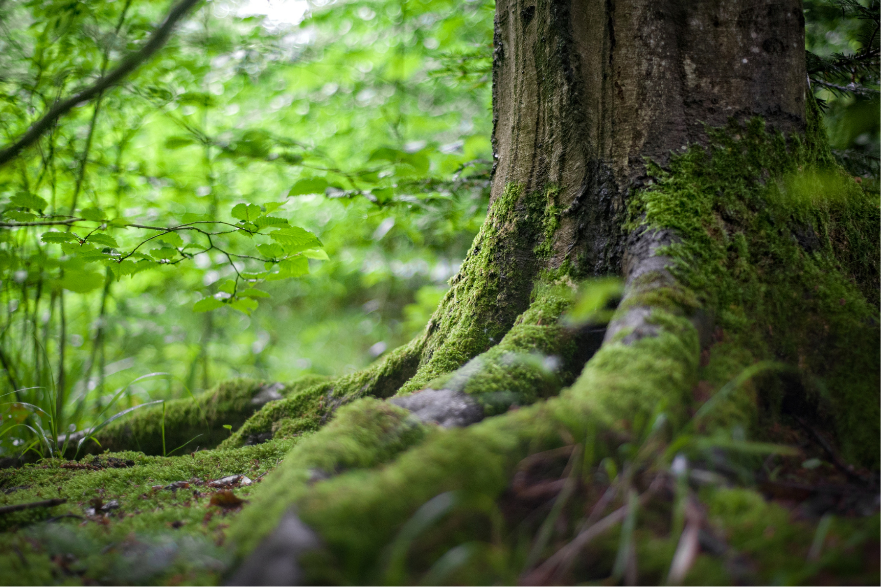 TreeSisters