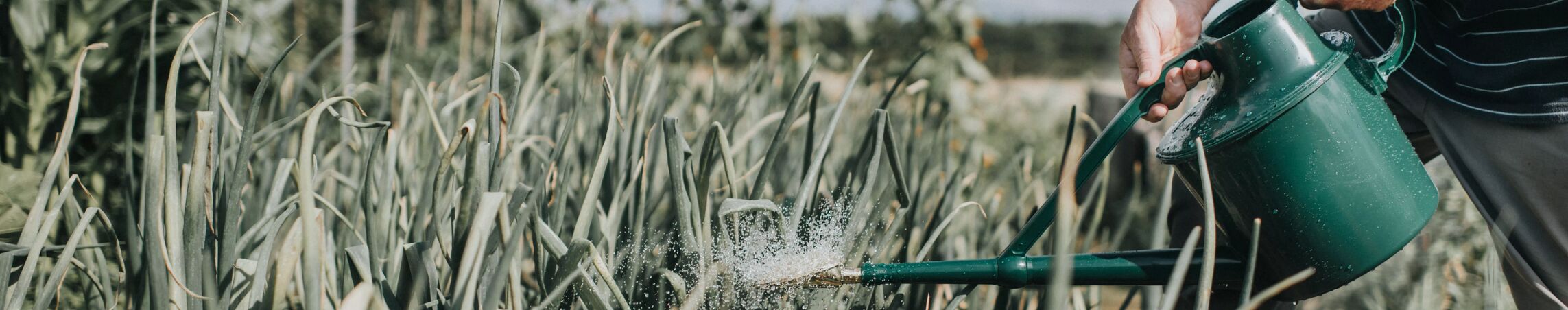 Outdoor plastic watering cans
