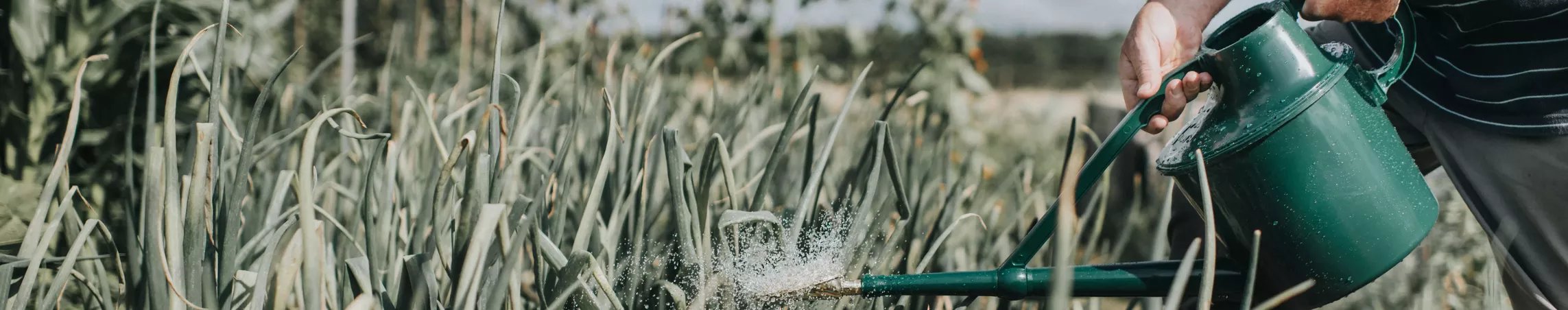 Watering cans
