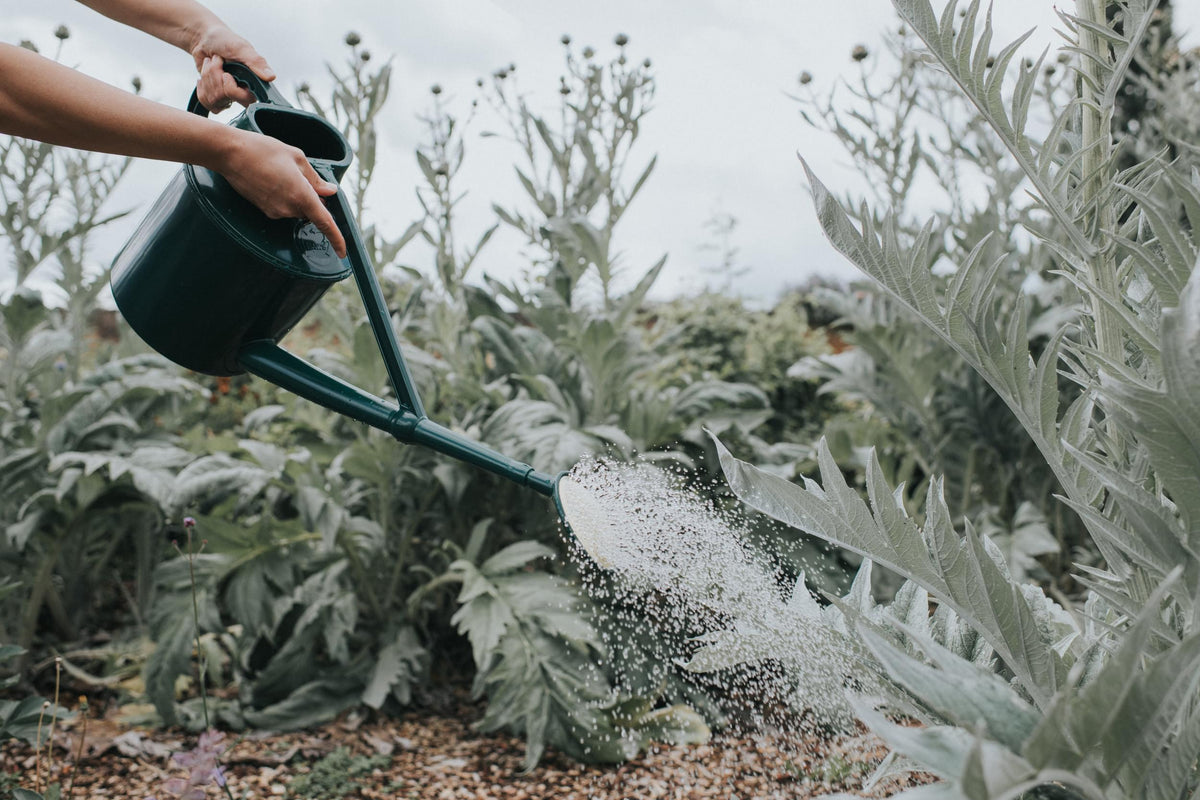 Person watering plants with a green watering can in a garden setting